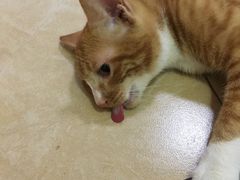 -灵美宠物诊所
