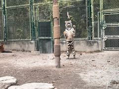 -上海野生动物园老虎餐厅