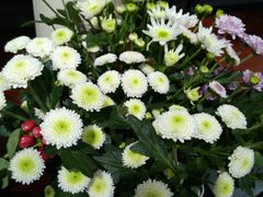 -何兮花店·气球派对鲜花店(马桥银春路万科城店)