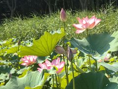 -莲花池公园