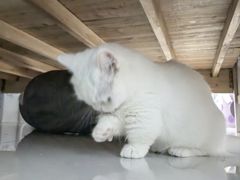 -瑞派康怡24h宠物医院·犬猫医疗中心·微创绝育(瑞景分院)