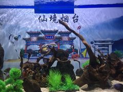 -烟台海昌鲸鲨海洋公园