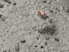 -北海金海湾红树林生态旅游区