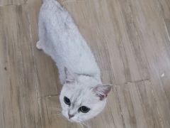 -李小姐の猫咖啡馆(五角场店)