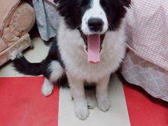 -美联众合宠物医院·爱萌分院·内外科·猫科中心