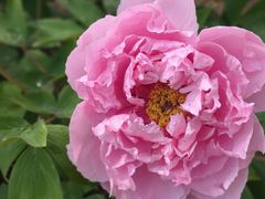 -黑龙江省森林植物园