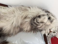 -翊宠yipet猫狗购宠庄园犬舍•猫舍