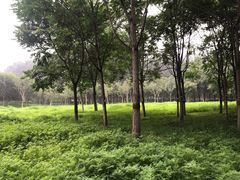 -东郊湿地公园