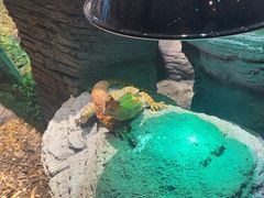 -帕帕拉兹宠物(亚洲旗舰店)