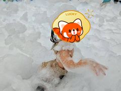 -金石滩蓝莓谷庄园