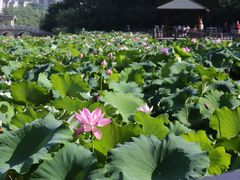 -金山公园