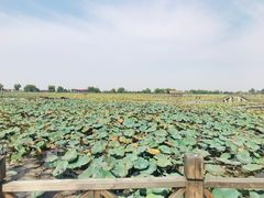 -焦岗湖旅游度假区