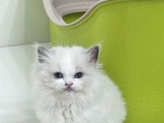 -青奢宠物·青奢猫舍