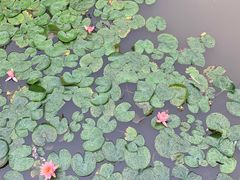 -深圳国际园林花卉博览园