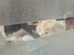 -全心全意连锁动物医院·微创中心·内科急重症·心脏专科(丰管路店)