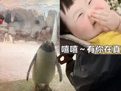 -海合安武汉极地海洋公园