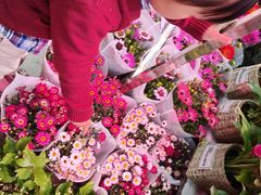 -花鸟鱼虫鲜花绿植市场(玉泉路店)