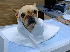 -爱侣宠医·鹦鹉专科·小型哺乳类·异宠专科(灵石路店)