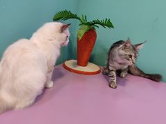 -十年猫舍·猫咪专门店(普陀店)