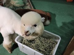-藦茜花园宠物主题亲子互动体验馆(国顺东路店)