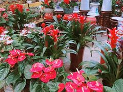 -秦美花卉(天朗·莱茵小城2期店)