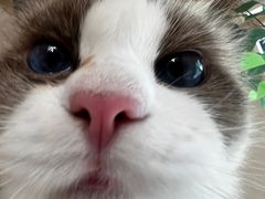 -唐小姐の私宠·宠物洗护美容·撸猫馆·购宠(周浦万达旗舰店)