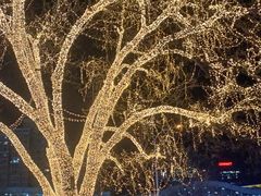 -猪脑壳凉面(武陵源店)