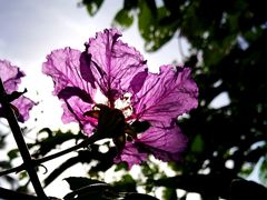 -三亚珠江南田温泉度假区