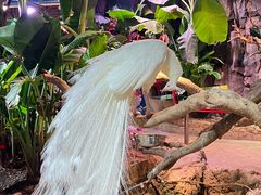 -正佳雨林生态植物园