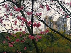 -重庆彩云湖湿地公园