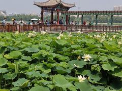 -莲花池公园