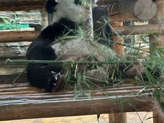 -西霞口神雕山野生动物世界