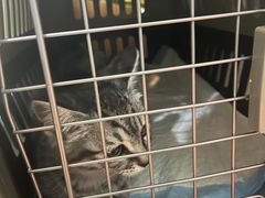 -美联众合宠物医院·爱萌分院·内外科·猫科中心