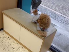 -瑞派康怡24h宠物医院·犬猫医疗中心·微创绝育(瑞景分院)