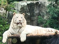 -红山森林动物园