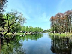 -上海共青森林公园