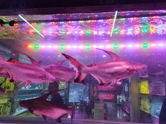 -中环花鸟鱼虫市场
