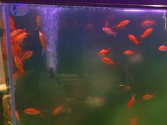 -破瓦寒窑·地摊烤羊排