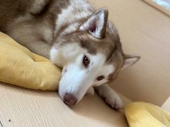 -Husky Go! 哈士奇体验馆·宠物咖啡厅狗咖