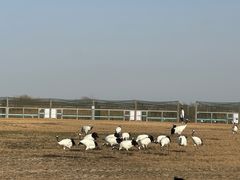 -盐城丹顶鹤湿地生态旅游区