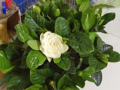 -中环花鸟鱼虫市场