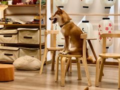 可可-柴迷FANS CLUB·柴犬狗咖·猫咖