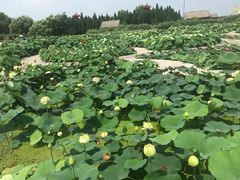 -白洋淀景区