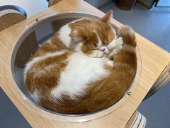-飞行喵MR PILOT|猫舍·猫咖(静安大融城店)