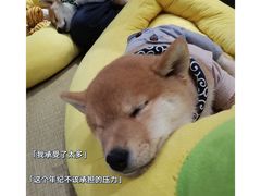 -逗柴咖啡屋·狗咖猫咖宠物桌游