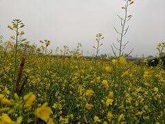 -光明小镇欢乐田园