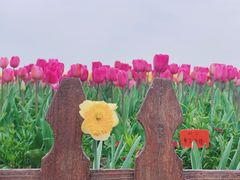 -荷兰花海
