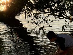 -宝安西湾红树林湿地公园