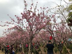-天适樱花悠乐园