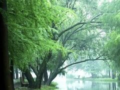 -上海共青森林公园